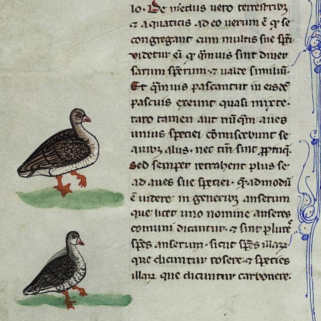 A page from a manuscript of De Arte Venandi cum Avibus